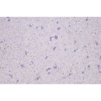 Рідкі шпалери Лайт Плюс 718-042 фіолетові