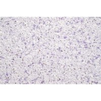 Рідкі шпалери Гліцинія 504 фіолетові